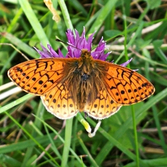 Boloria napaea