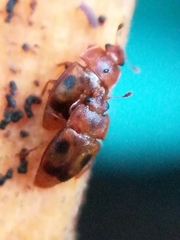 Epuraea ocularis
