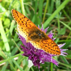 Boloria napaea
