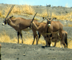 Oryx beisa callotis