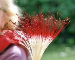 Pachira aquatica