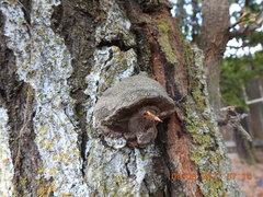 Phellinus pomaceoides