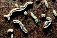 Physarum hongkongense