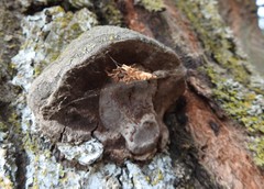 Phellinus pomaceoides