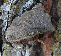 Phellinus pomaceoides