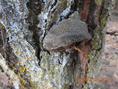 Phellinus pomaceoides