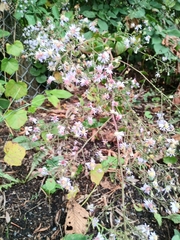 Symphyotrichum cordifolium