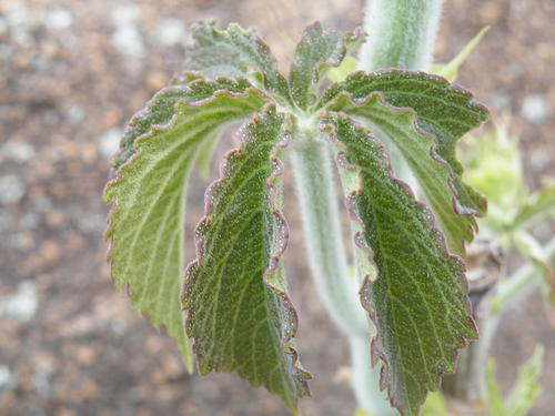 Cyphostemma woodii