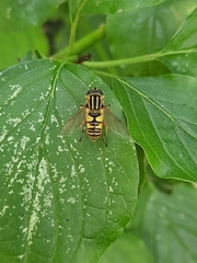Helophilus pendulus