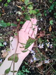 Symphyotrichum cordifolium