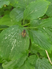 Helophilus pendulus