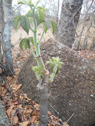 Cyphostemma woodii