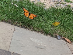 Danaus plexippus