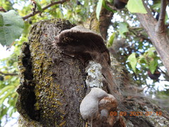 Phellinus pomaceoides