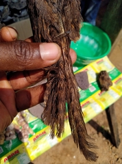 Caprimulgus climacurus