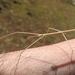 Elongate Stick Insects - Photo (c) Alex Dreyer, some rights reserved (CC BY-NC), uploaded by Alex Dreyer