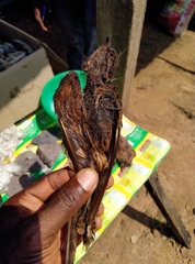 Caprimulgus climacurus