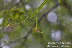 Prosthechea pastoris