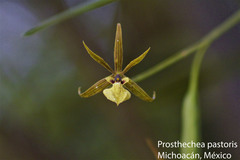 Prosthechea pastoris