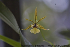 Prosthechea pastoris