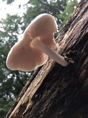 Pluteus cervinus