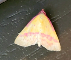 Phytometra rhodarialis