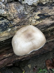 Pluteus cervinus