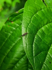 Heterotoma planicornis