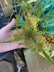 Cyperus engelmannii