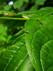 Heterotoma planicornis