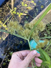 Cyperus engelmannii