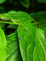 Heterotoma planicornis