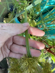 Cyperus engelmannii