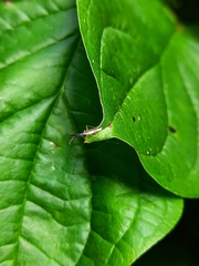 Heterotoma planicornis