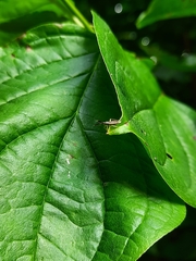 Heterotoma planicornis