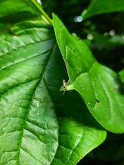Heterotoma planicornis