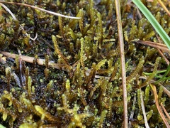 Scorpidium cossonii