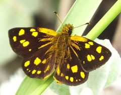 Metisella metis paris