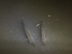 Boulengerella maculata