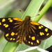Hesperiidae - Photo (c) Colin Ralston, alguns direitos reservados (CC BY-NC), uploaded by Colin Ralston