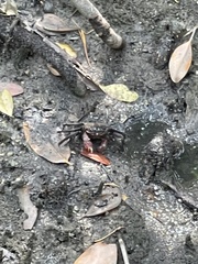 Episesarma chentongense