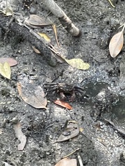 Episesarma chentongense