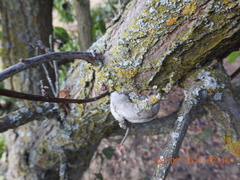 Phellinus pomaceoides