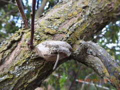Phellinus pomaceoides
