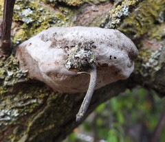 Phellinus pomaceoides