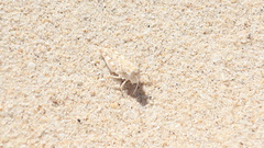 Sphingonotus imitans