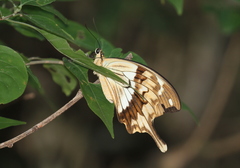 Papilio dardanus