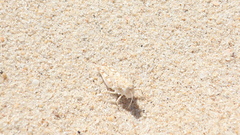 Sphingonotus imitans