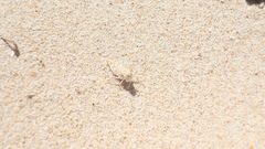 Sphingonotus imitans