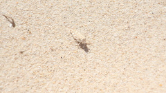 Sphingonotus imitans